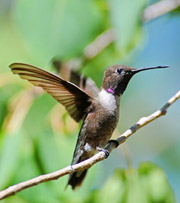 Black-Chinned Hummingbird Male