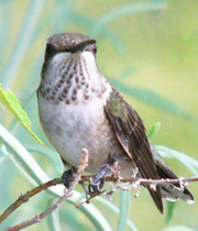 Broad-tailed Hummingbird Female
